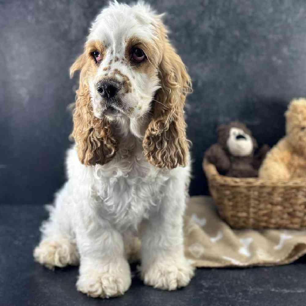 Female Cocker Spaniel Puppy for Sale in Millersburg, IN