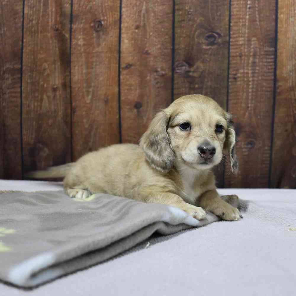 Female Dachshund Puppy for Sale in Millersburg, IN