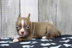 Boston Terrier