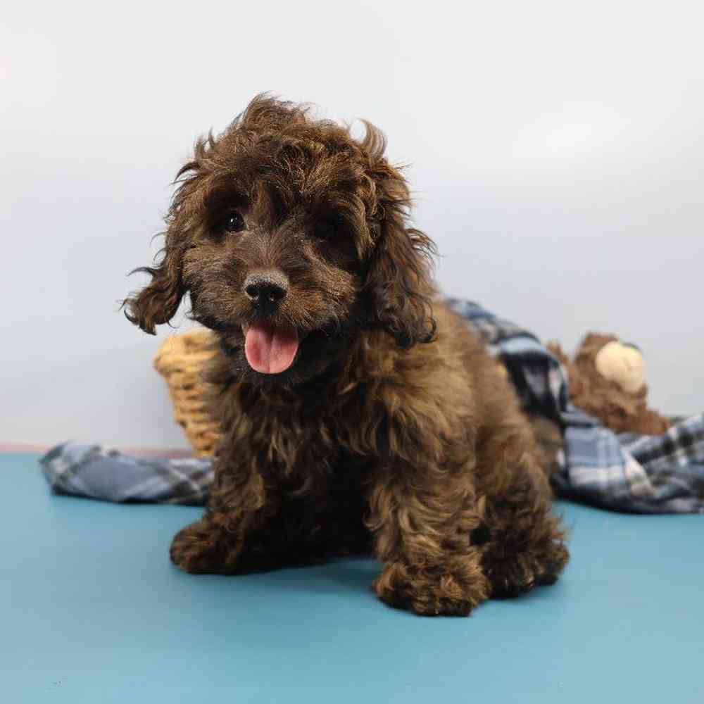 Male Doxiepoo Puppy for Sale in Millersburg, IN