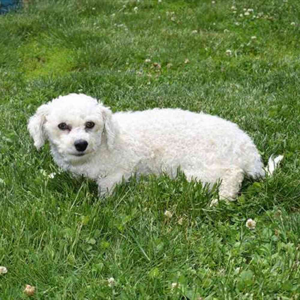 Female Bichon Puppy for Sale in Millersburg, IN