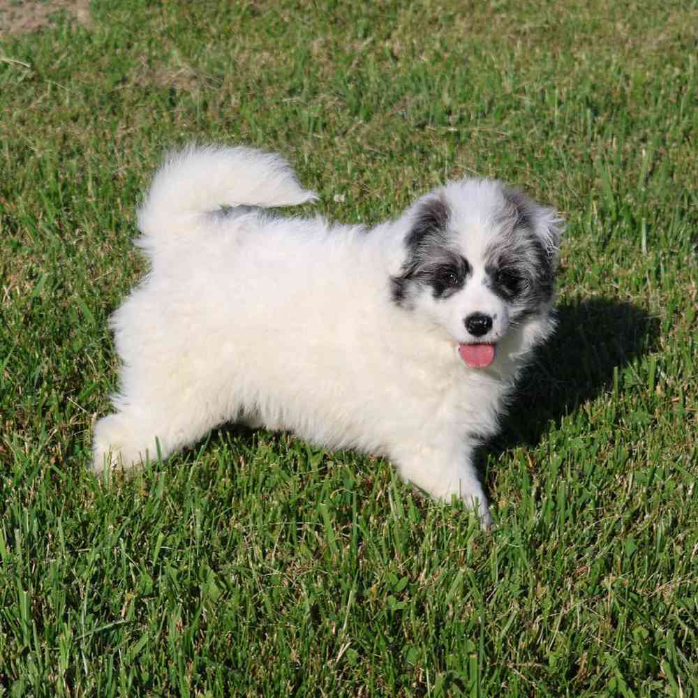 carousel pet images