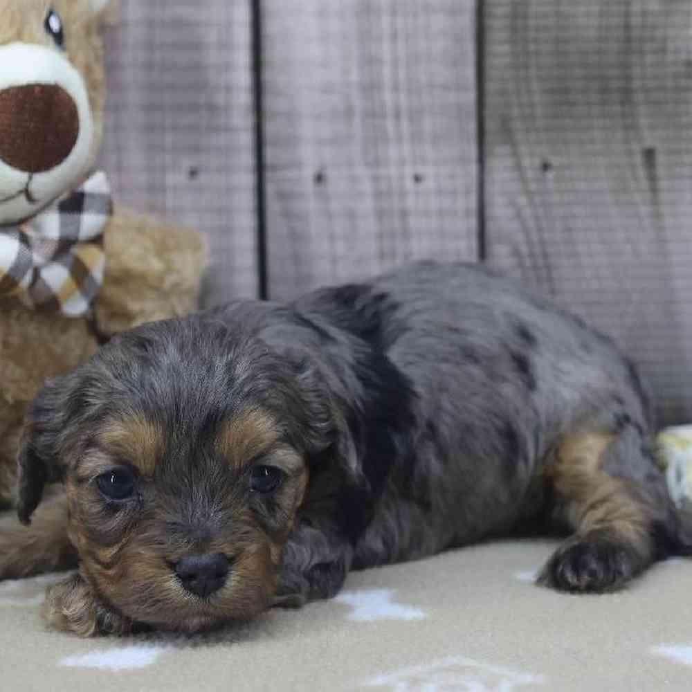 carousel pet images