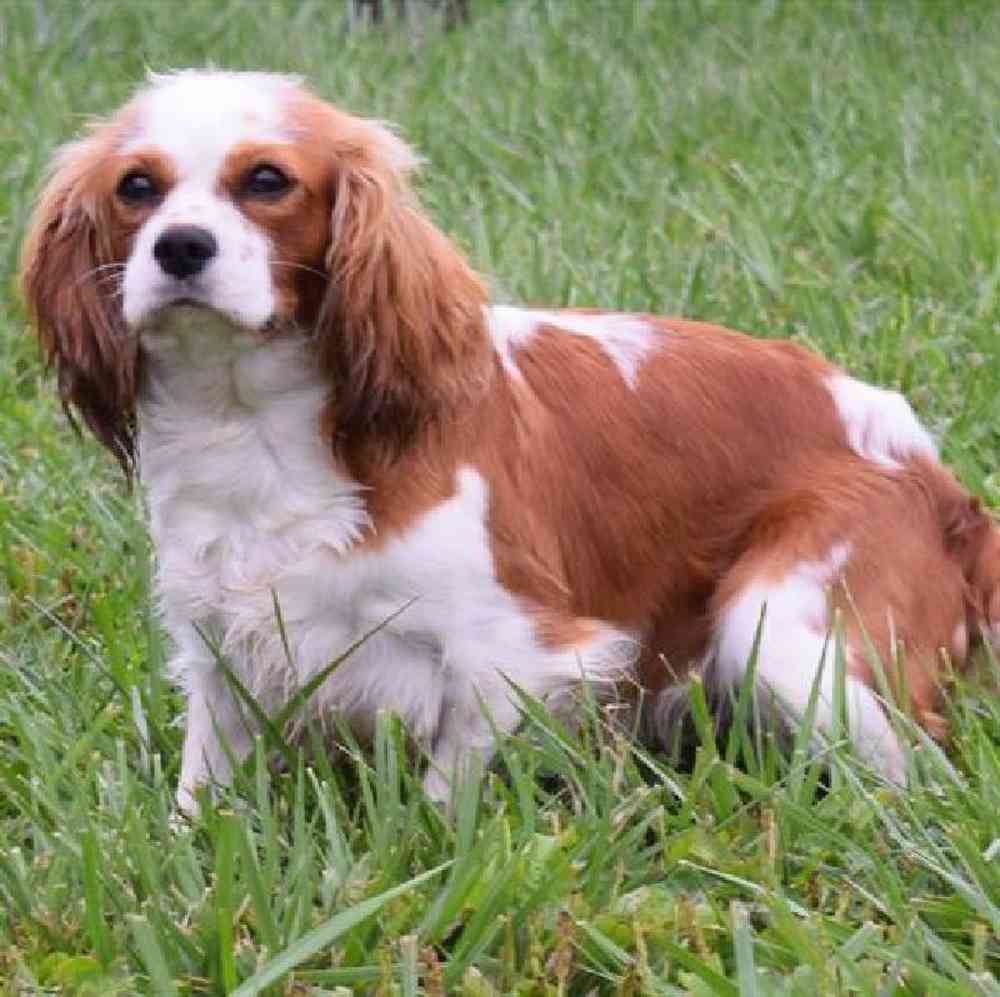 carousel pet images