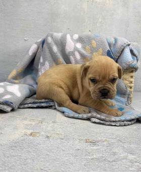 Bullmastiff/French Bull Dog