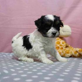 Maltipoo
