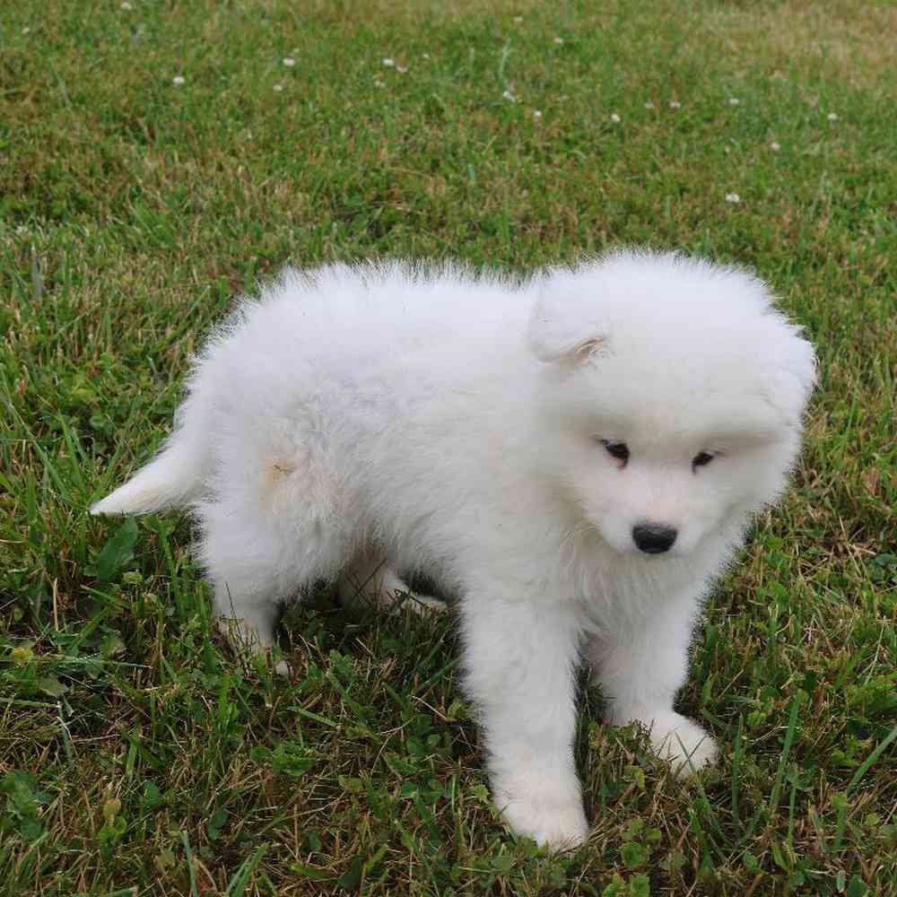 Male Samoyed Puppy for Sale in Millersburg, IN