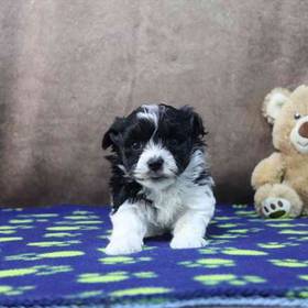 Havanese