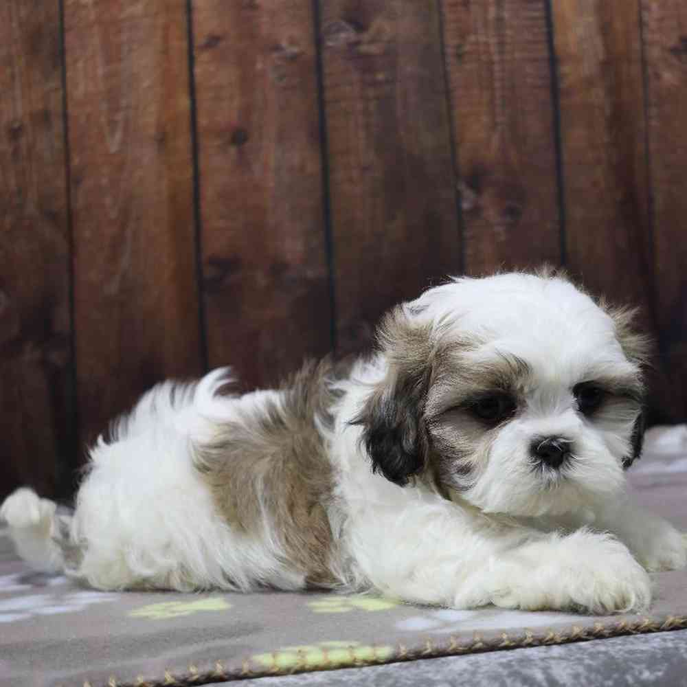 Male Shih Tzu Puppy for Sale in Millersburg, IN