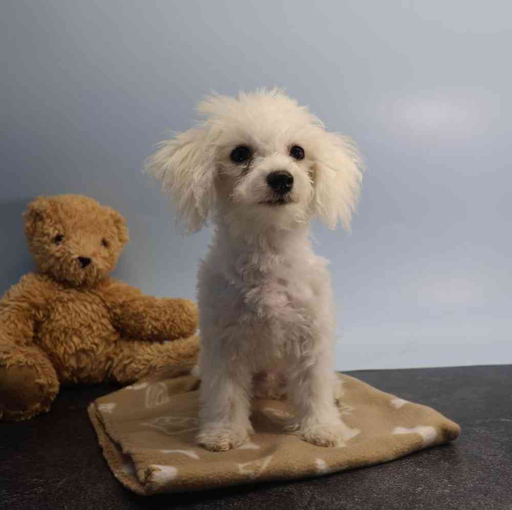 Male Bichon Puppy for Sale in Millersburg, IN
