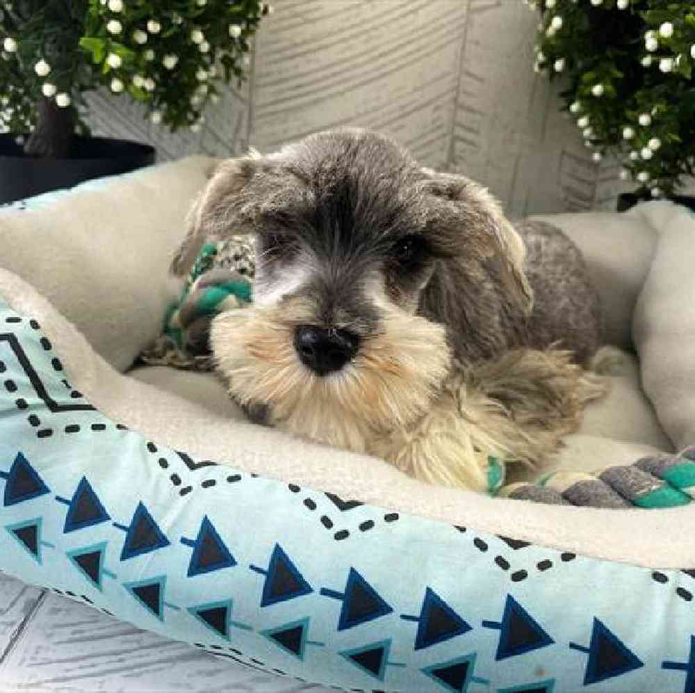 carousel pet images