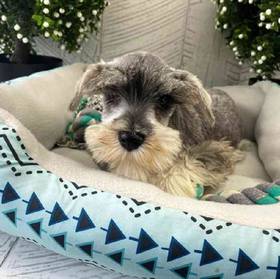 Mini Schnauzer