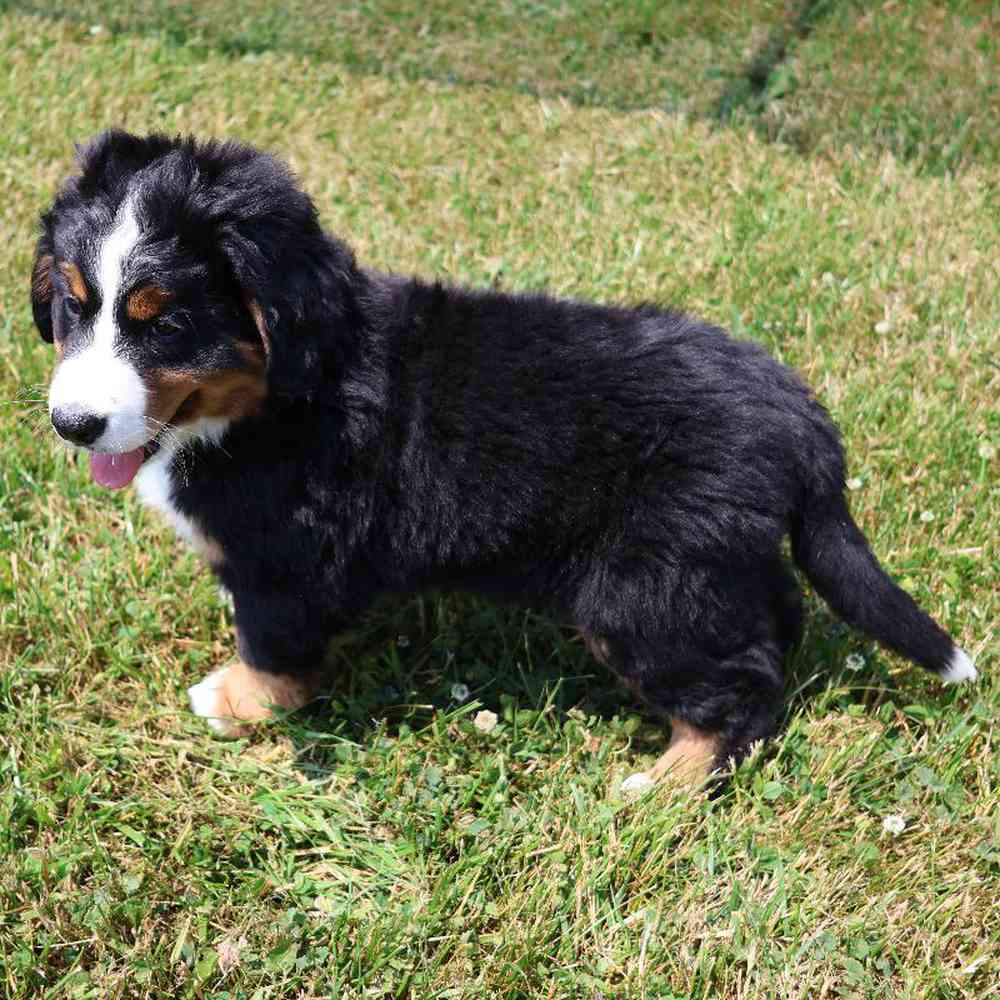 Female Bernese Mountain Dog Puppy for Sale in Millersburg, IN