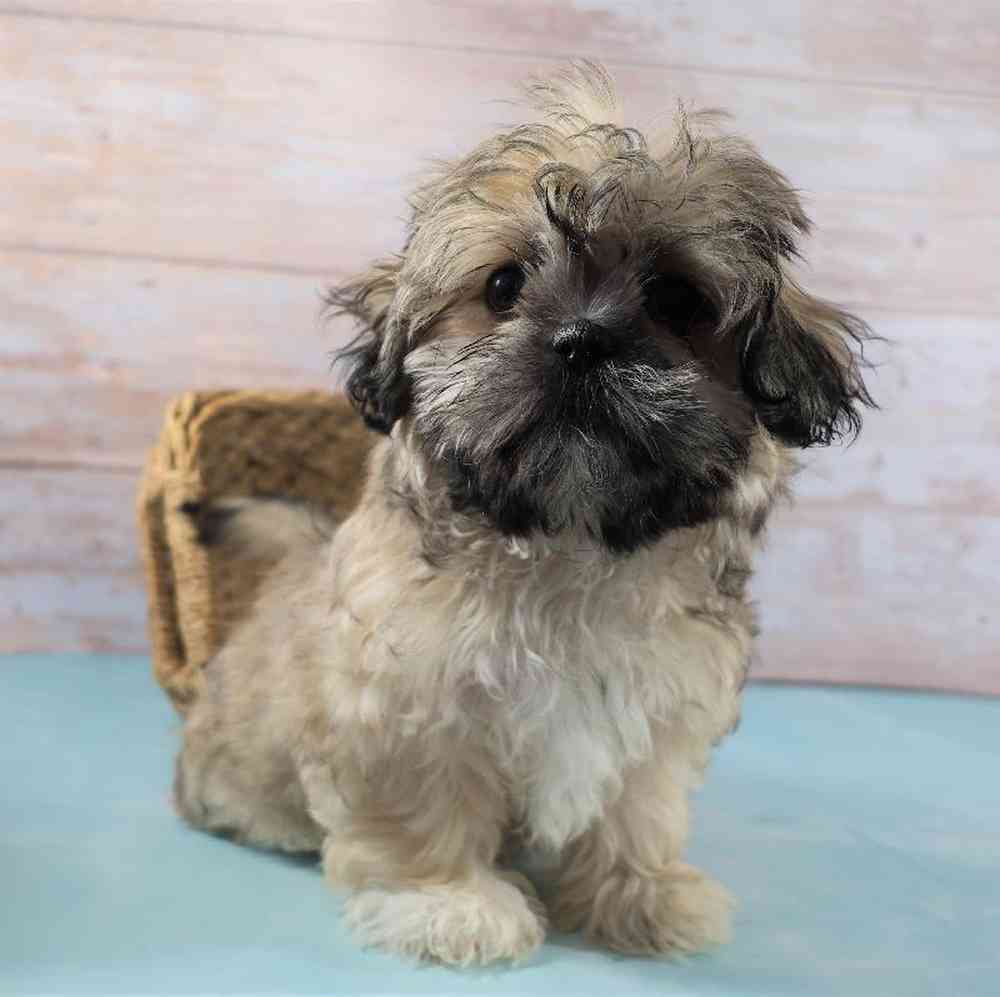 carousel pet images