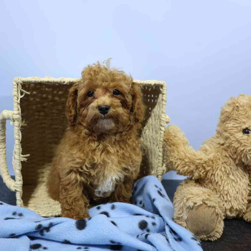 carousel pet images
