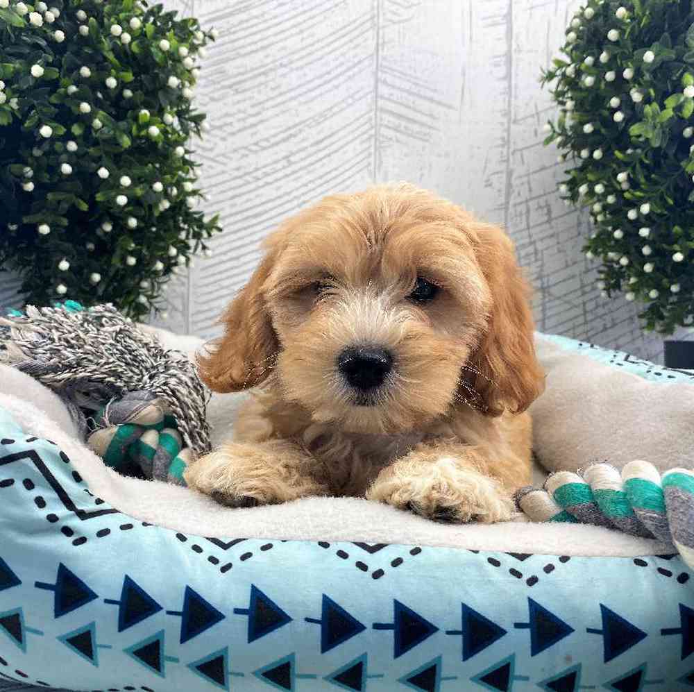 carousel pet images
