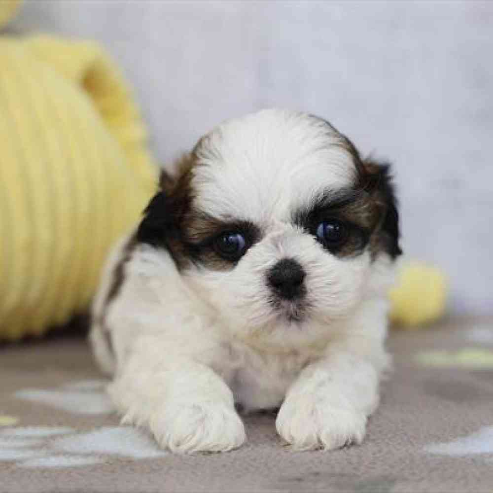 carousel pet images