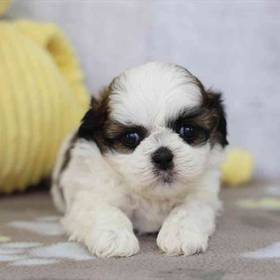 Shih Tzu