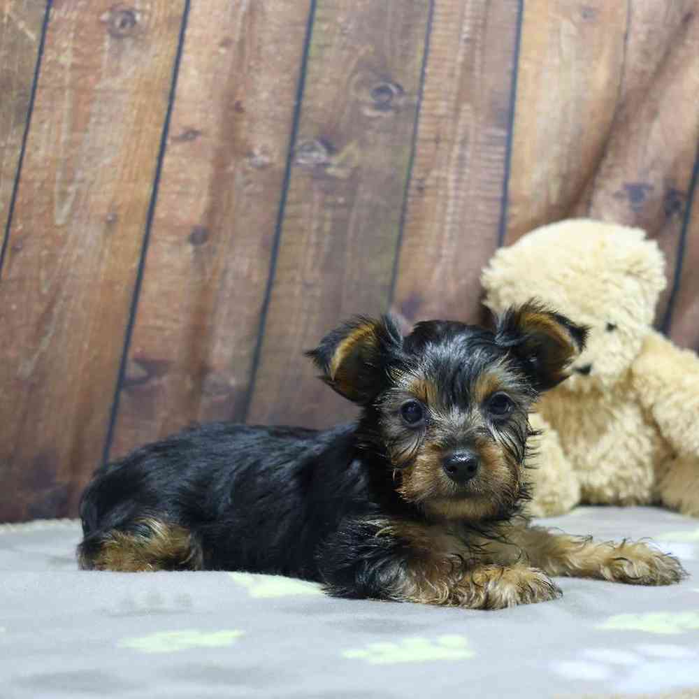 Male Yorkie Puppy for Sale in Millersburg, IN