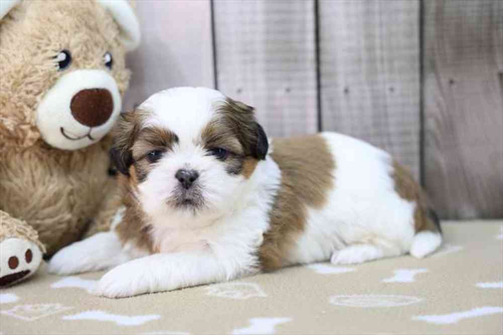 carousel pet images