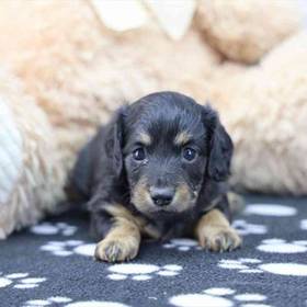 Dachshund