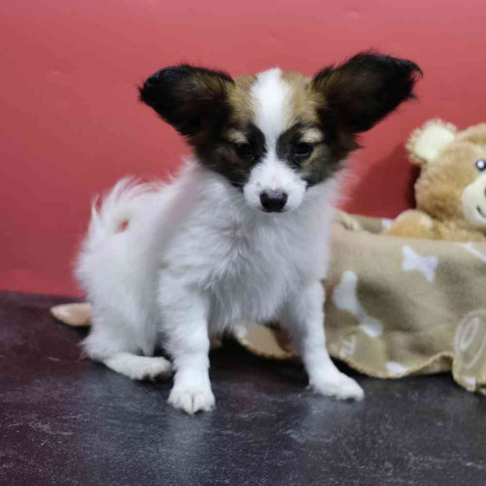 carousel pet images