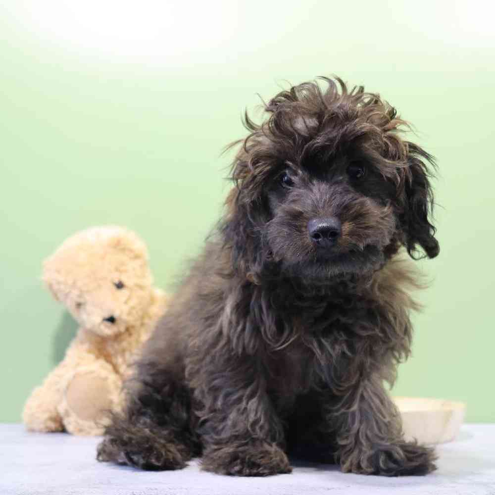 Male Doxiepoo Puppy for Sale in Millersburg, IN