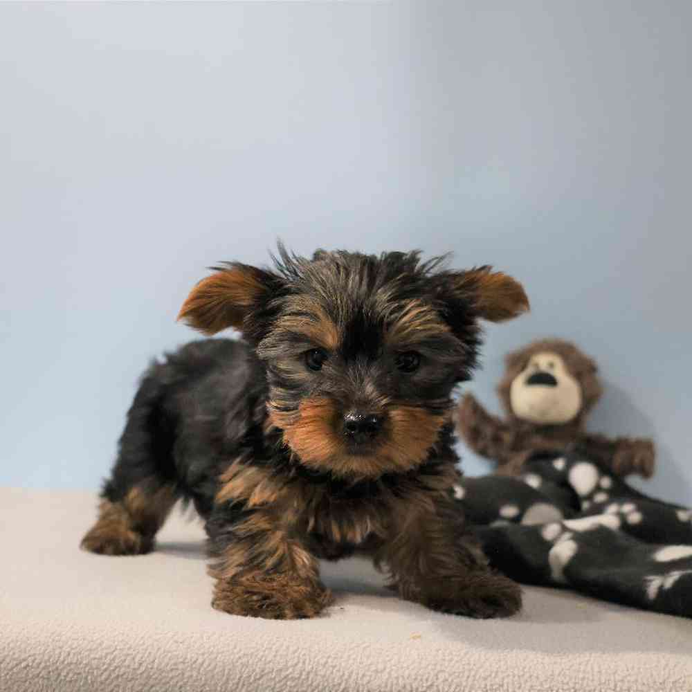 Male Yorkie Puppy for Sale in Millersburg, IN