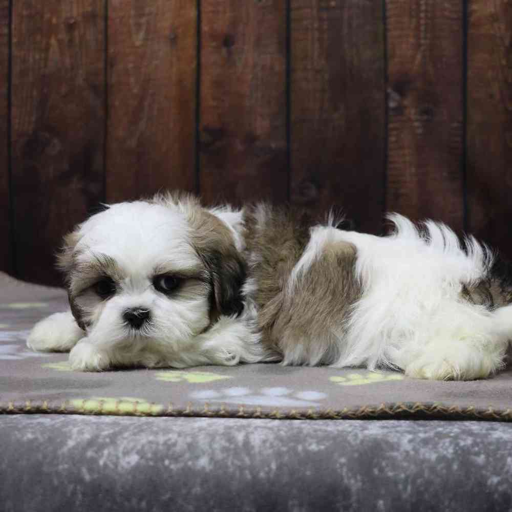 Male Shih Tzu Puppy for Sale in Millersburg, IN