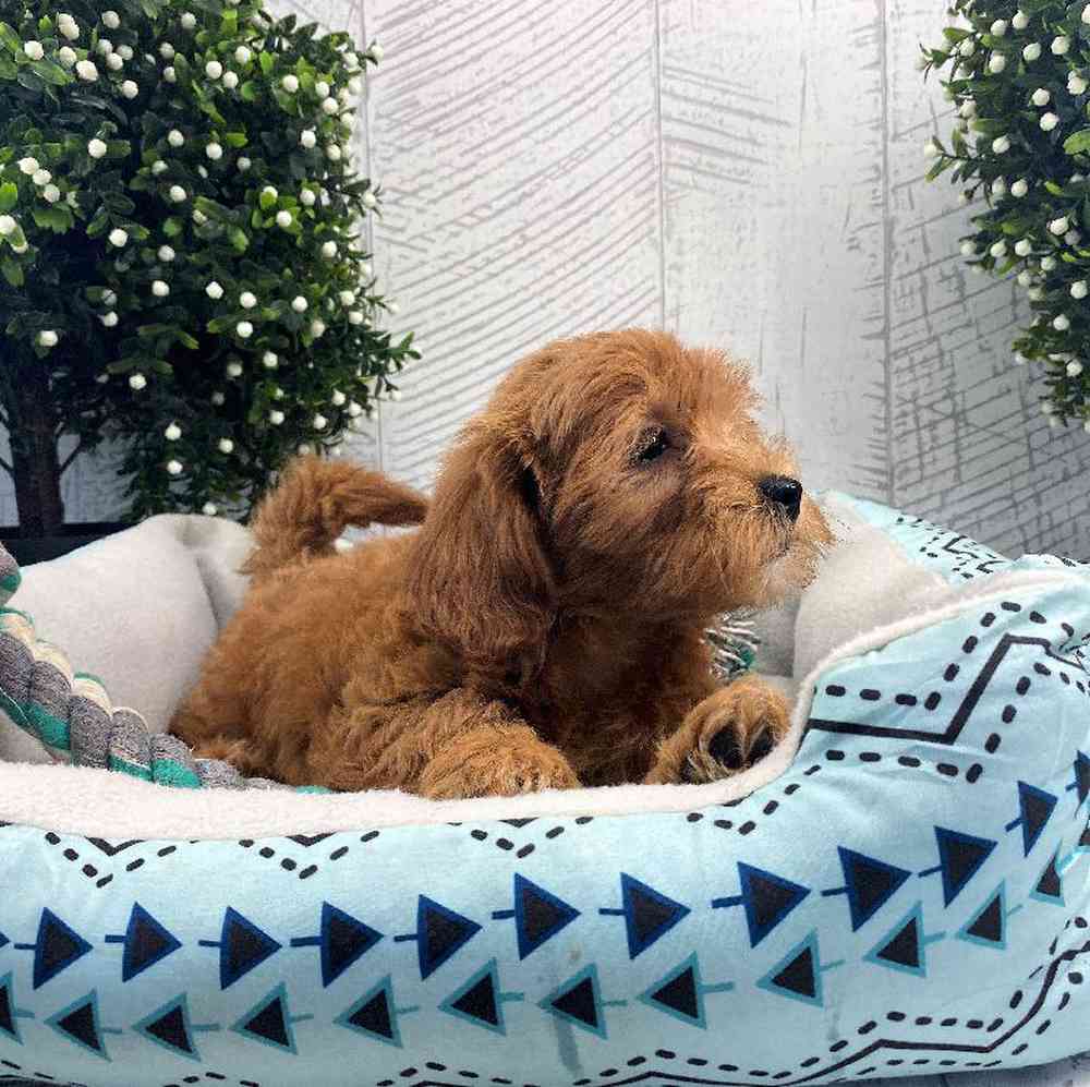 carousel pet images