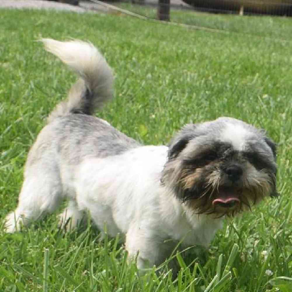 carousel pet images