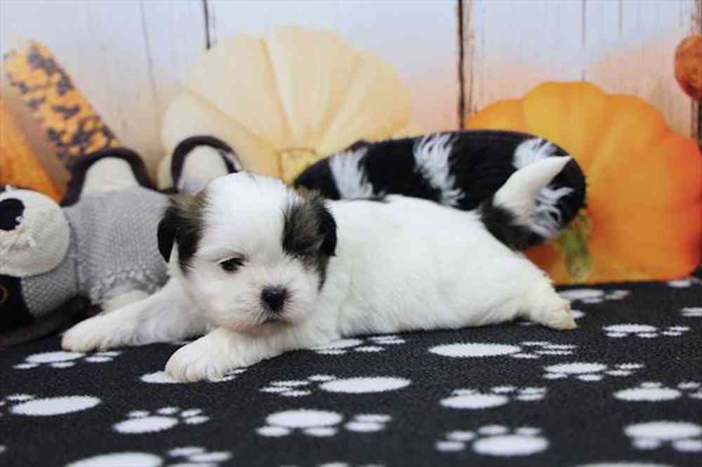 carousel pet images