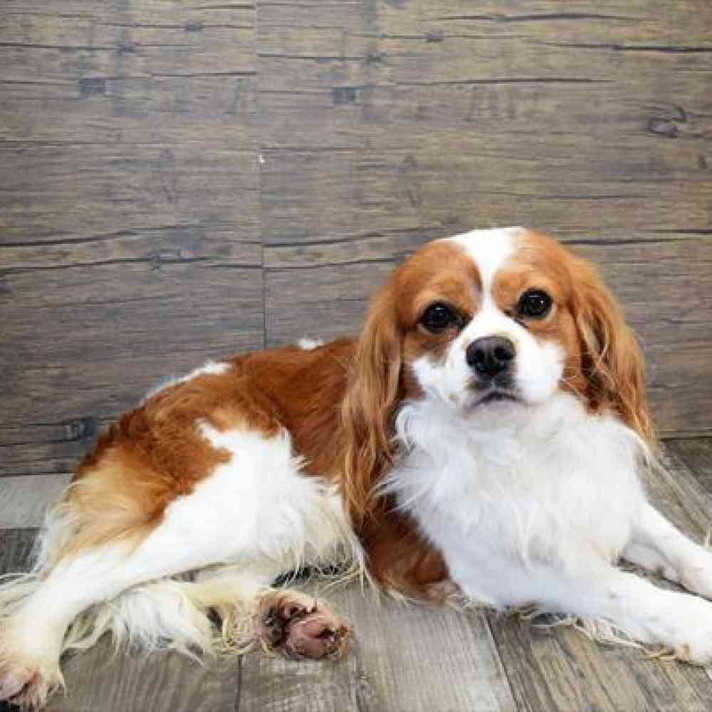 Female Cavalier King Charles Spaniel Puppy for Sale in Millersburg, IN