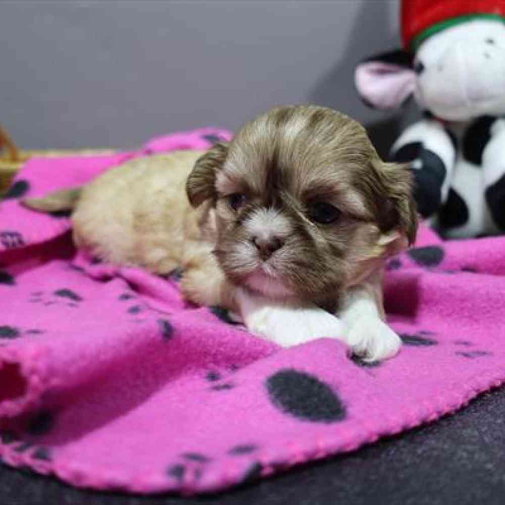carousel pet images