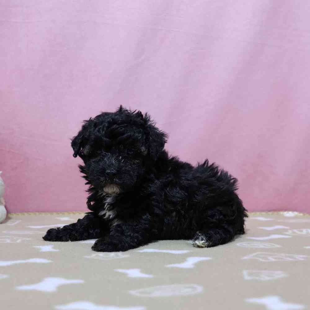 Female Mini Poodle Puppy for Sale in Millersburg, IN