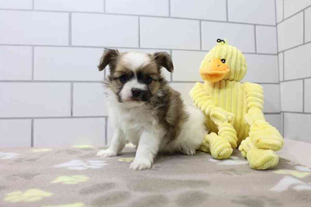 Image of a pet breed in the gallery