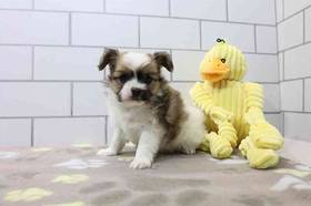 Papillon