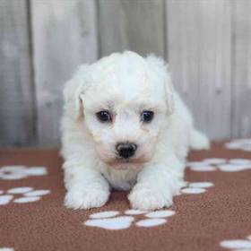 Bichon