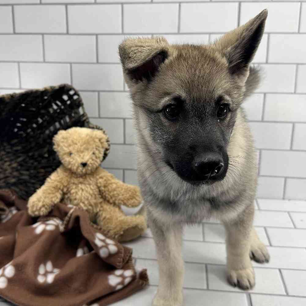 Male Norwegian Elkhound Puppy for Sale in Millersburg, IN