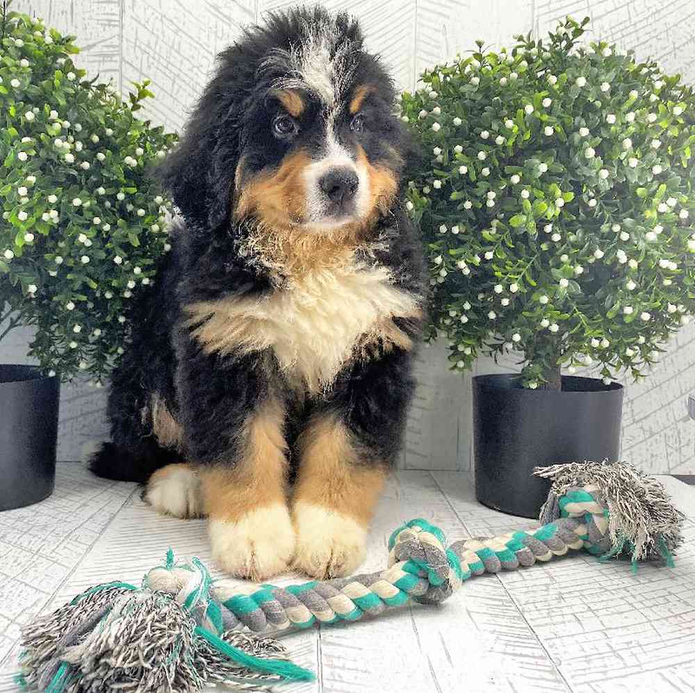 carousel pet images