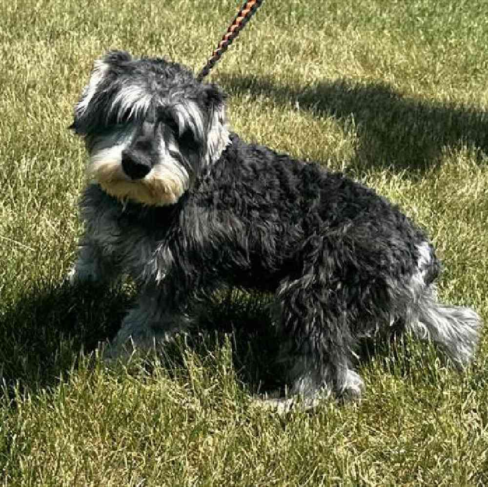 carousel pet images