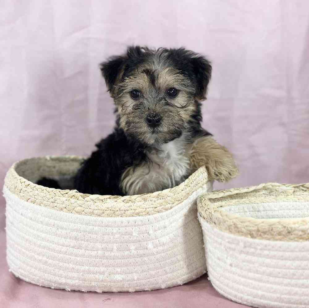 Female Yochon Puppy for Sale in Millersburg, IN