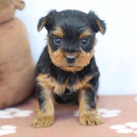 Yorkie