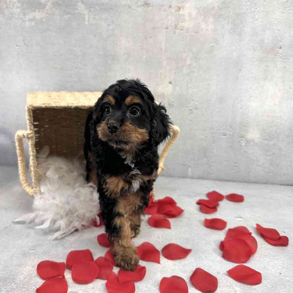 carousel pet images