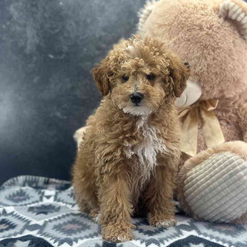 Female Mini Poodle Puppy for Sale in Millersburg, IN