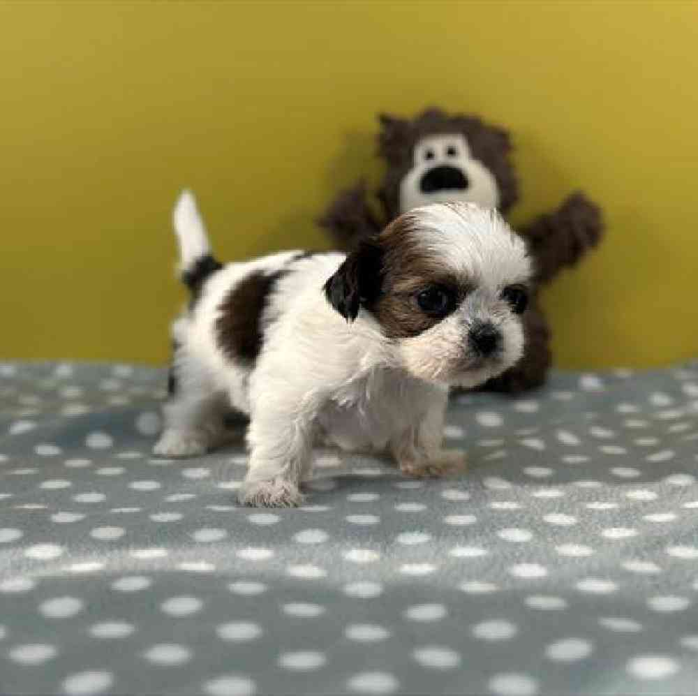 carousel pet images