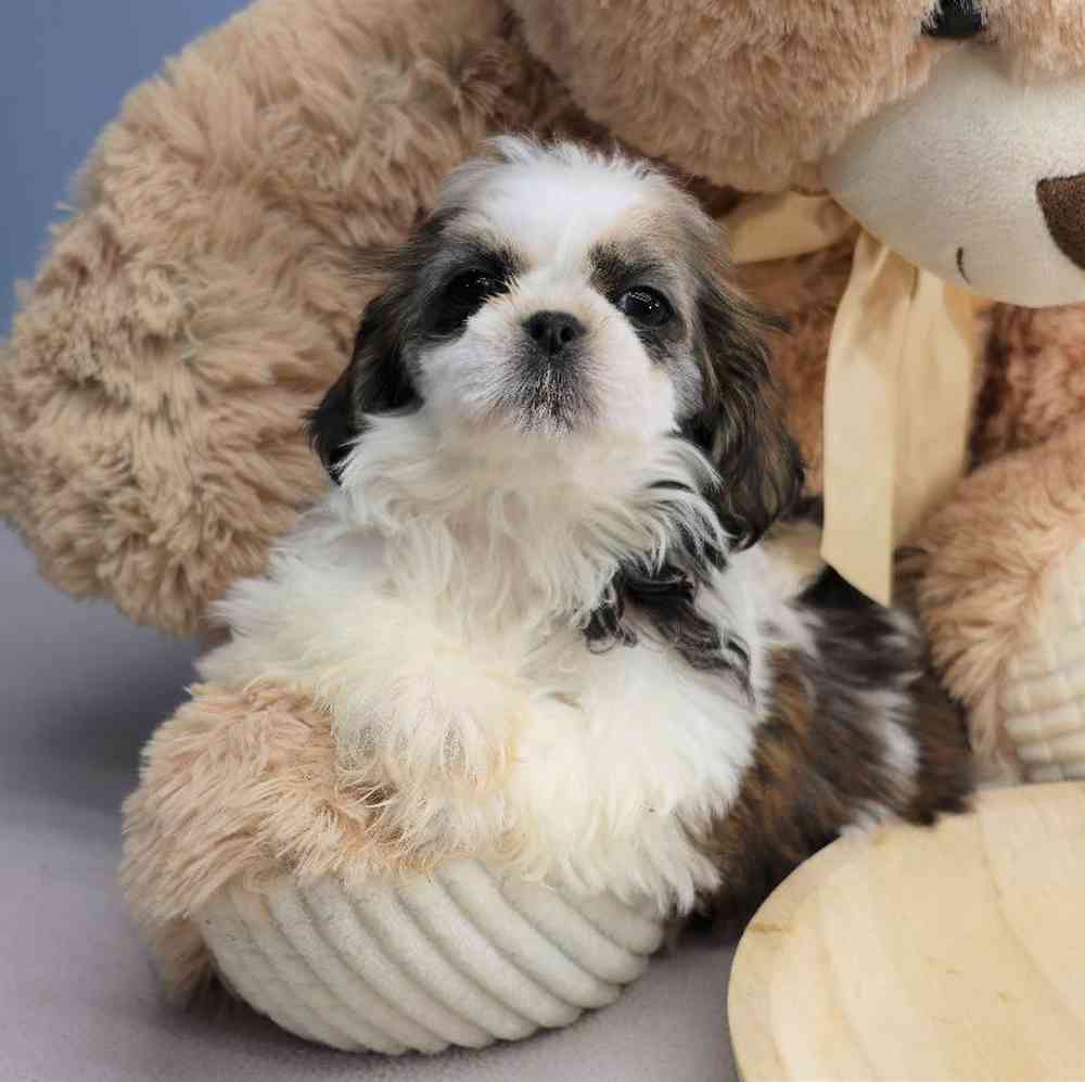 Male Shih Tzu Puppy for Sale in Millersburg, IN