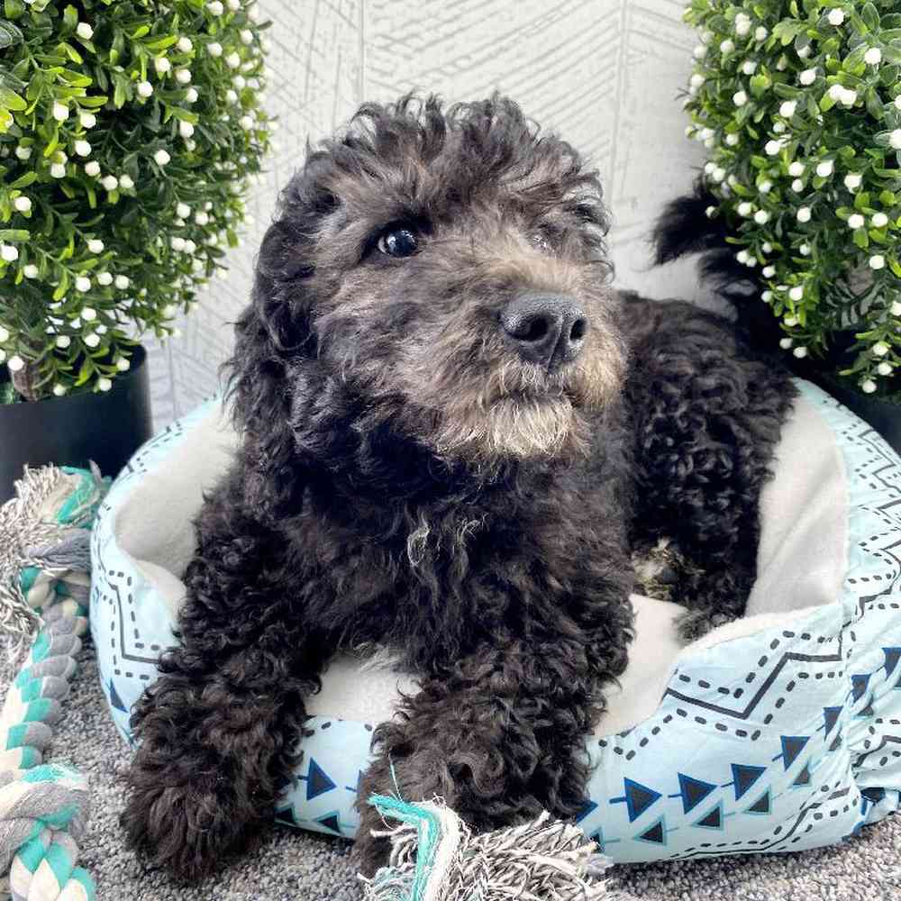 Female Mini Bernedoodle Puppy for sale