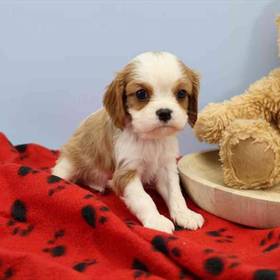 Cavalier King Charles Spaniel