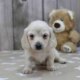 Dachshund